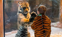 快跟我擊掌！男孩與虎的可愛模仿秀 老虎、小孩、男孩、模仿