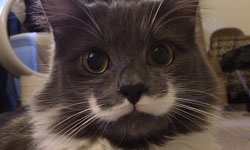 貓奴必Follow！在Instagram上擁有超高人氣的明星貓 明星貓、Instagram、貓奴、 Lil Bub、Sam、Venus、Tard、 Grumpy Cat、Hamilton