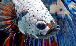 你有這麼近距離看過鬥魚嗎？驚人且美麗的鬥魚攝影 鬥魚、泰國鬥魚、攝影、Visarute Angkatavanich、藝術