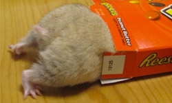 一點都不輸卡達夏！倉鼠們的火辣辣屁屁特寫 可愛、屁股、自拍、倉鼠、hamste