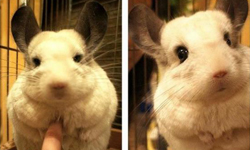 我最愛的豆豆龍豆豆龍  真實版小龍貓Bobo Bobo、龍貓、chinchilla、豆豆龍、絨鼠