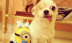 永遠都那麼俏皮！海盜吉娃娃優格的24小時放電日記 Yogurt、吉娃娃、Instagram