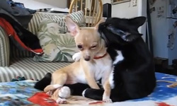 好人好事代表  動物做愛心特輯 動物、萌、好笑、溫馨、影片、愛心、好人