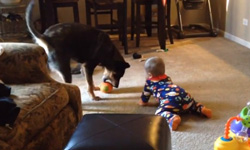 你們有夠奇怪！愛搞怪動物大集合  動物、萌、搞怪、好笑、影片