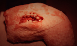 歐風人肉榨汁機　手繪動畫怪才Wolfgang Matzl 恐怖、詭異、噁心、變異、古典