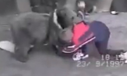 戰鬥民族都找熊鍛鍊體魄？UFC超新星9歲與熊搏鬥影片曝光 戰鬥民族、俄羅斯人、俄羅斯、UFC、Khabib Nurmagomedov