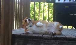 柯基的心聲！超爆笑的柯基內心話大公開    柯基、萌、好笑、爆笑、OS