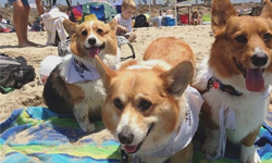 短腿肥臀好誘人！加州柯基三狗組聯手萌倒你 加州、柯基、Instagram、髖關節發育不全症