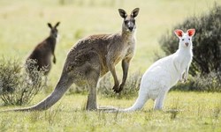 白子動物又一例　罕見雪白袋鼠現身澳洲！ 白子、白化症、袋鼠、澳洲、Namadgi National Park