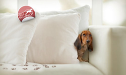 綁不住的諧星魂！脫韁狗狗搞笑日記 攝影、Ron Schmidt、Loose Leashes、狗、狗狗、諧星、搞笑