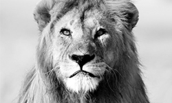 11/20免費與特價App特輯 限免、免費、特價、iPhone、Windows Phone、App、藝術