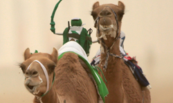 禁止買駱駝送小孩！中東賽駱駝比賽幕後大公開 駱駝、賽駱駝、比賽、杜拜