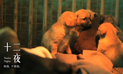 2013金馬影展 ─ 關於牠們最後的《十二夜》 金馬影展、2013金馬影展、十二夜、收容所、紀錄片