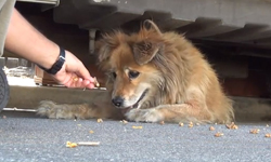 在原地等待10年被Google地圖救了一命！流浪狗Sonya重生記 以領養代替購買、以結紮代替撲殺、Patrick Pittenger、Sonya、google dog、