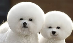 狗狗大亂鬥！柯基與比熊犬的玩樂時光 狗、柯基、比熊犬、柯基犬、