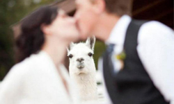 拍照也請揪我們！超爆笑動物搶鏡焦點照 亂入、拍照、動物、搞笑