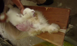 時尚背後的殘忍真相！活拔動物毛皮的恐怖畫面 皮草、PETA、中國、安哥拉兔、羽絨、狐狸、狐狸、時尚