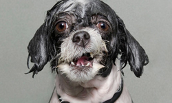 人家真的不喜歡洗澡啦！哀怨的狗狗濕身秀《Wet Dog》 Sophie Gamand、Wet Dog、狗、洗澡、攝影