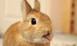 超萌兔舌攻勢！兔寶寶鬼臉特輯 兔子、舌頭、習性、兔寶寶、鬼臉