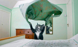 反了反了！伺候人類的超賢慧喵管家 貓、貓奴、喵管家、идеальный кот、家政婦