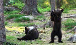 手拉手，來跳舞！手舞足蹈的3頭小黑熊 可愛、萌、黑熊、跳舞、Valtteri Mulkahainen