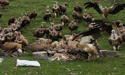 百隻禿鷹送亡者上天堂 難以直視的西藏人民天葬畫面 天葬、西藏、禿鷹、jhator