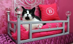 專人按摩也太爽！五星級豪華貓咪旅館 The Ings Luxury Cat Hotel、貓咪、旅館、按摩、豪華