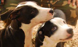 因為你是我兄弟！盲眼狗狗與導盲兄弟感動相擁       盲眼、導盲犬、失明、兄弟、狗