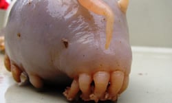 別戳那隻豬！關於海豬的7個驚人事實 海豬、sea pig、Scotoplanes、泄殖腔