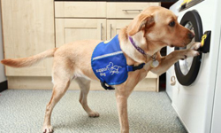汪一聲就可以洗衣服  狗狗專用聲控洗衣機 狗狗、專用、聲控、洗衣機、Woof to Wash、JTM Service、Miele、Support Dogs、英國