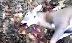 斑比的逆襲？聰明小鹿裝死成功保命 斑比、小鹿、裝死、迪士尼