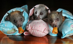 牠們也需要你的愛！蝙蝠寶寶的孤兒院 蝙蝠、狐蝠、孤兒院、澳洲、可愛