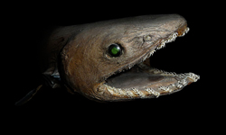 一輩子都不想遇見你！深海三叉怪—皺鰓鯊 皺鰓鯊、Frilled shark、Chlamydoselachus anguineus、鯊魚、動物