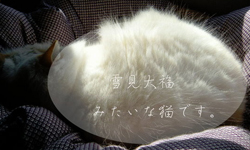 回到家驚見巨無霸大福！像雪見大福的雪白動物們 大福、雪見大福、動物、療癒、貓奴