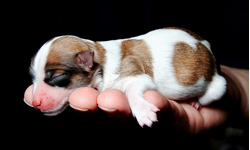 崩潰可愛的奈米體積　指尖上的小小生命們 動物、小、迷你、指尖、可愛