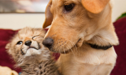 跨越科屬種的友情！花豹Kasi和拉不拉多Mtani的美好時光 花豹、拉不拉多、Kasi、Mtani、可愛