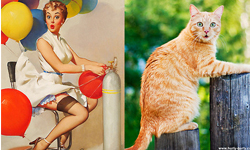 火熱的喵咧！海報女郎與貓的性感海報大PK 貓、畫報女郎、 海報女郎、cats that look like pin up girls