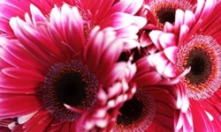 「生為女人很快樂！」 蜷川實花的內心獨白日記 VOGUE、時尚、化妝、愛情、社會、Camille Caudel、工作、快樂、結婚、蜷川