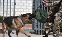 兄弟別走！士兵退伍離營 忠犬咬行李慰留 士兵、武警、黑豹、忠犬、狗狗