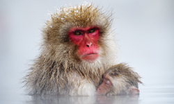 冬天果然還是泡湯最舒服了！猴子的雪地泡湯攝影 猴子、雪地、泡湯、攝影、Jasper Doest