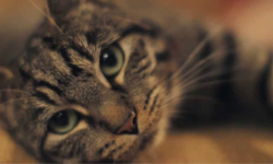 少了我的你該怎麼辦？給貓咪的照顧人類指南 貓咪、影片、A Cat’s Guide To Taking Care of Your Human、貓奴