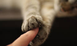 搶救貓狗大戰！動物組織成功救出將被食用的600隻貓 貓、救援、微博、動物、600