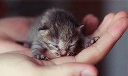 喵一聲萌死人不償命　新生小貓的6種習性 喵、貓咪、貓貓、貓、萌、新生、小貓