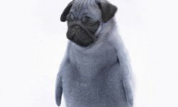 南極驚見巴哥企鵝？狗跟鳥結合出來的新物種Dird合成圖輯 Dirds、狗面鳥身、八哥、企鵝、麻雀