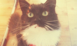 拯救笨人類計畫 《Catacademy》App讓貓咪教你西班牙文 Catacademy、App、西班牙文、貓咪