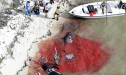 死也不拋下你！生死關頭鯨魚不願離開同伴事件 鯨魚、巨頭鯨、擱淺