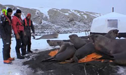 才捨不得怪你呢！直擊呆憨海豹壓扁攝影師帳篷 呆、憨、海豹、攝影師、帳篷