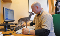 才捨不得趕羚羊！陪你工作的超萌迷你羚羊寶寶 Chester Zoo、柯氏犬羚、羚羊、寶寶