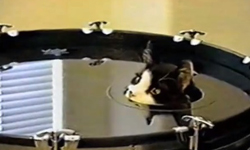 鬼影追追追寵物版！詭異又好笑的貓狗隱身術       寵物趣聞、 毛孩、寵物、貓咪、狗、隱身術、躲貓貓