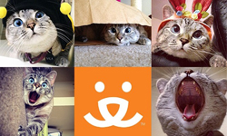 流浪動物遇到愛！Instagram寵物明星現身鼓勵認養 寵物趣聞、 毛孩、寵物、動物、認養、Instagram、狗狗、貓咪、Best Friends